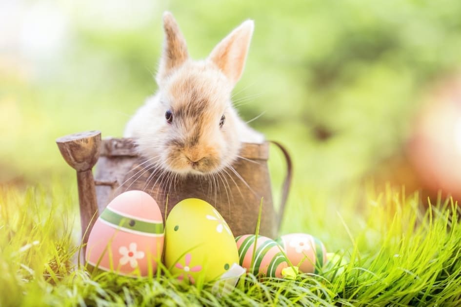 bunny-easter-basket-weather-eggs-945x630
